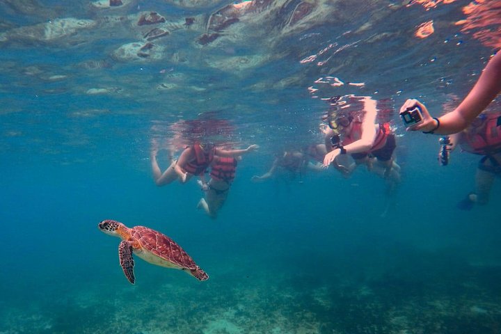 Nadar con tortugas en Cancún