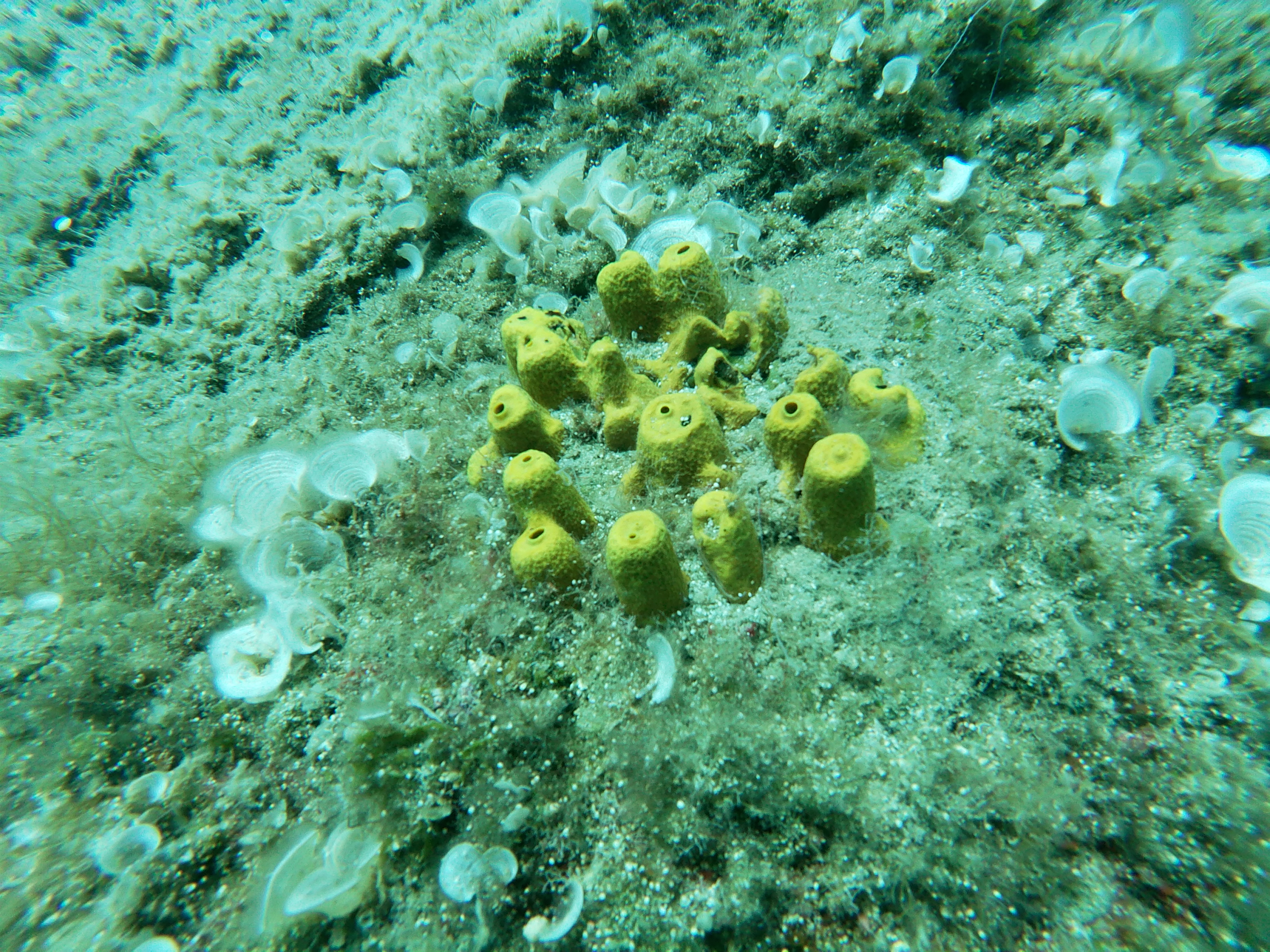 Excursión de snorkel en roca