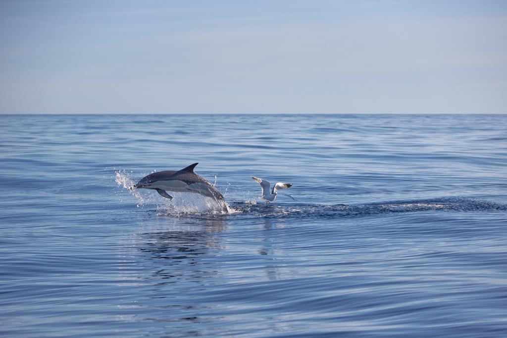 Avistamiento de ballenas y delfines en Caniçal