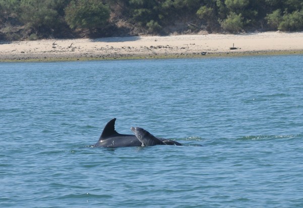 In 2016 waren er twee geboortes van wilde dolfijnen in Setúbal