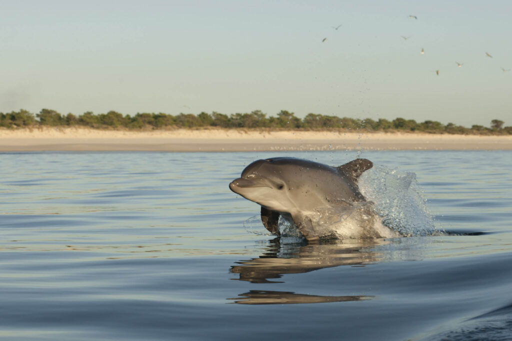 Tuimelaar (Tursiops truncatus), springend in een kust van Tróia, Portugal