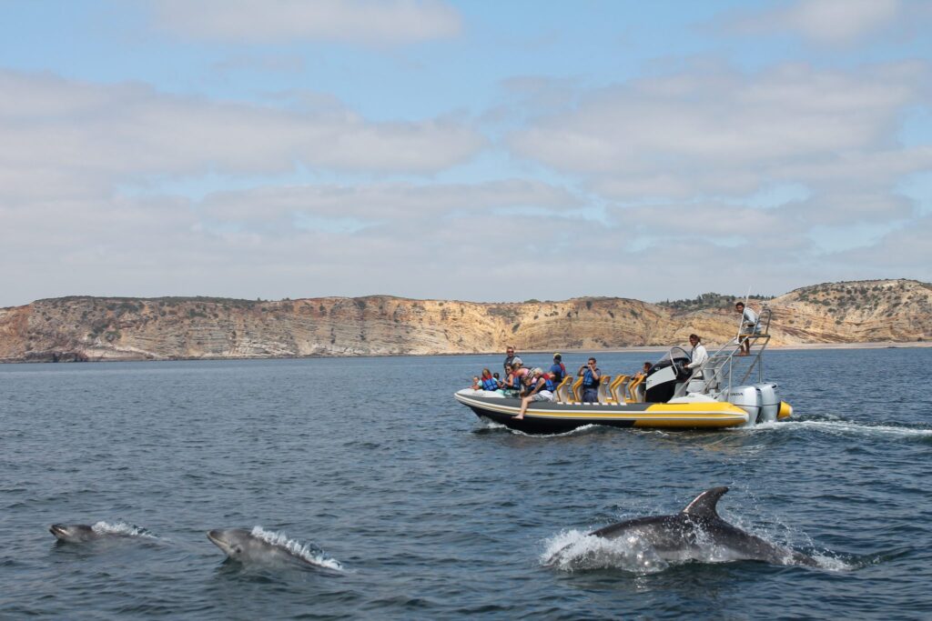 Dolphin watching from praia da luz