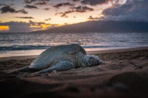 Kihei