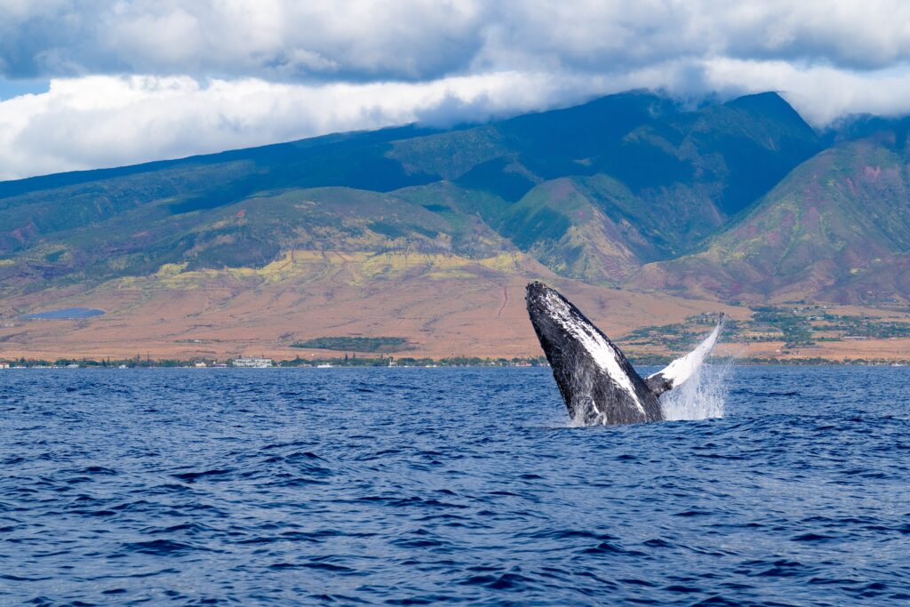 Lahaina