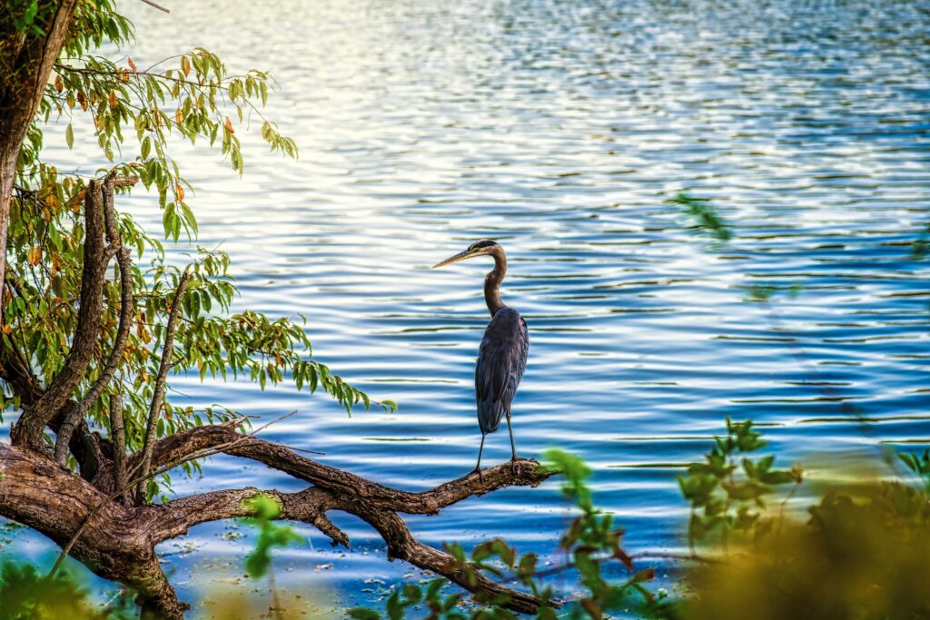 Vogelbeobachtung