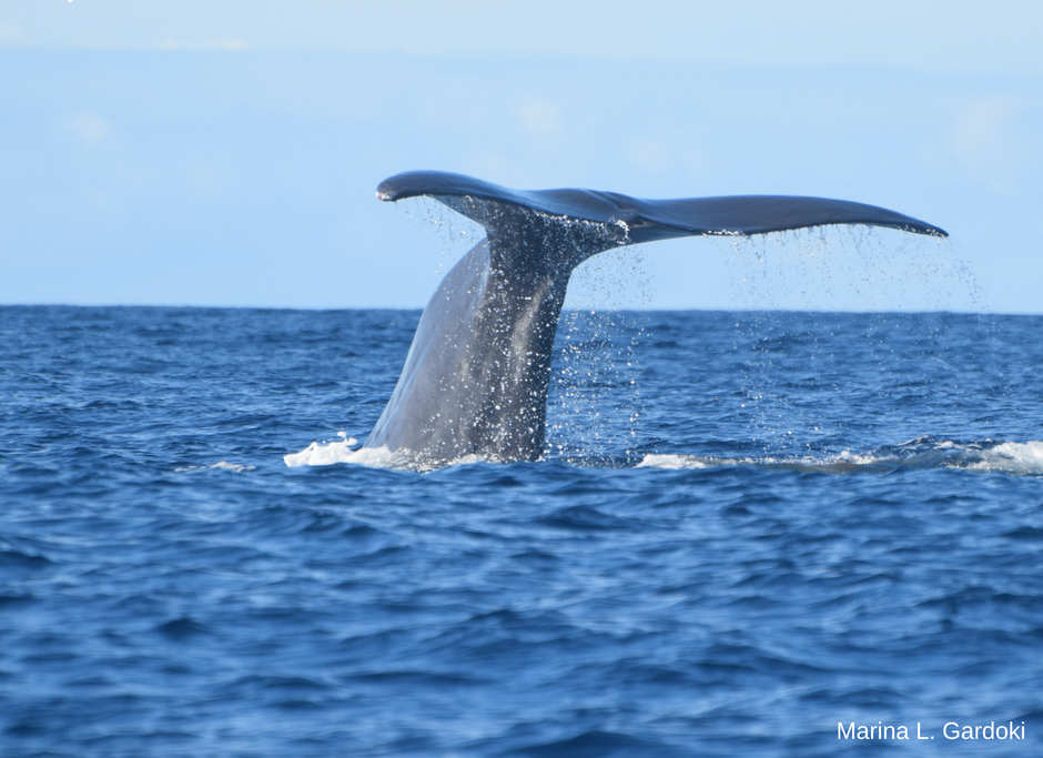 Delphin- und Walbeobachtung in São Miguel, Azoren