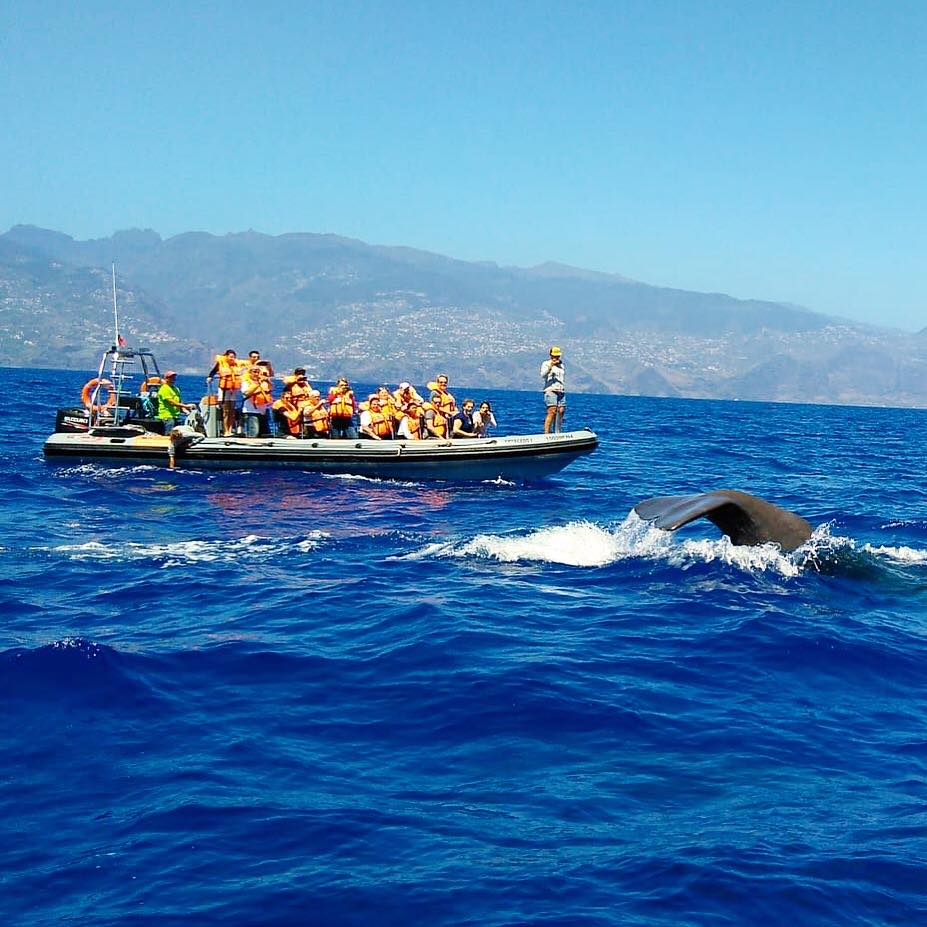 Walvissen kijken op Madeira