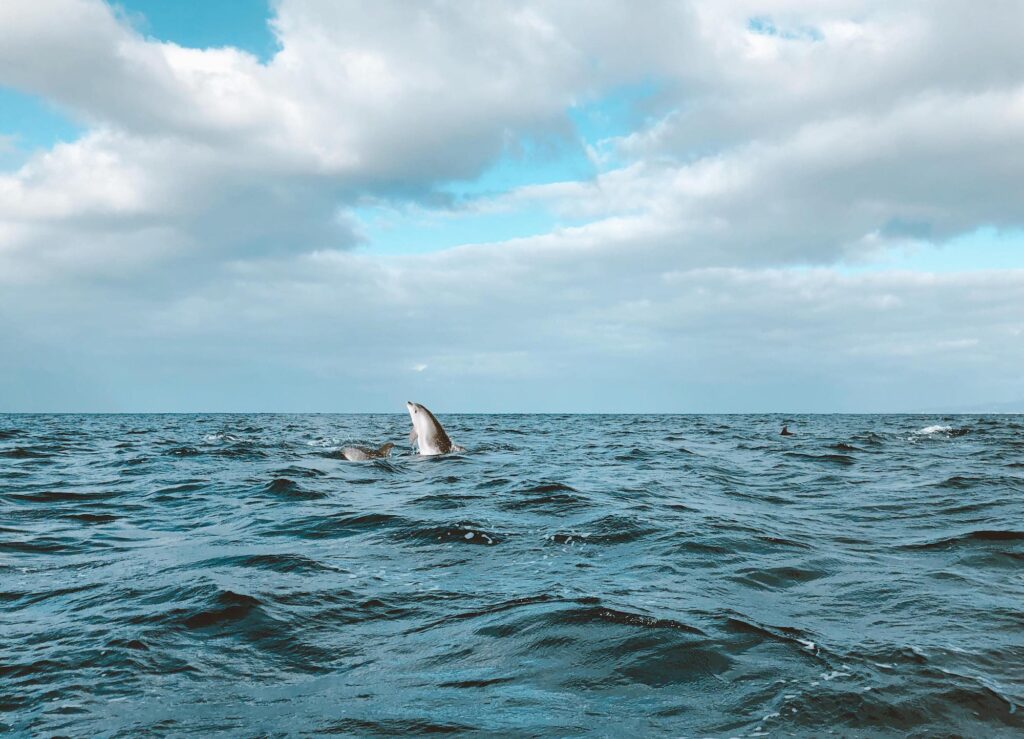 Whale Watching in São Miguel