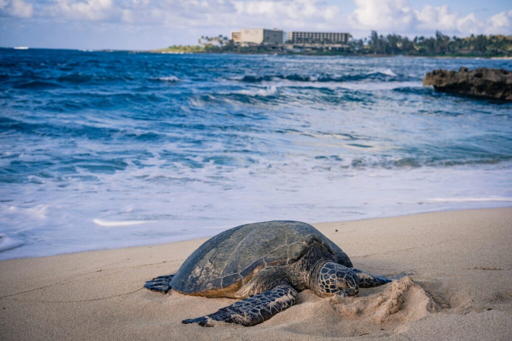 Sustainable Sea Tourism