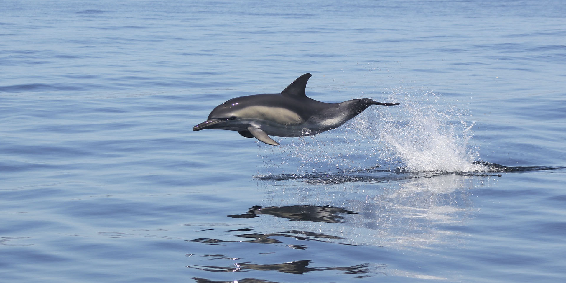 Wild Dolphin in Sagres