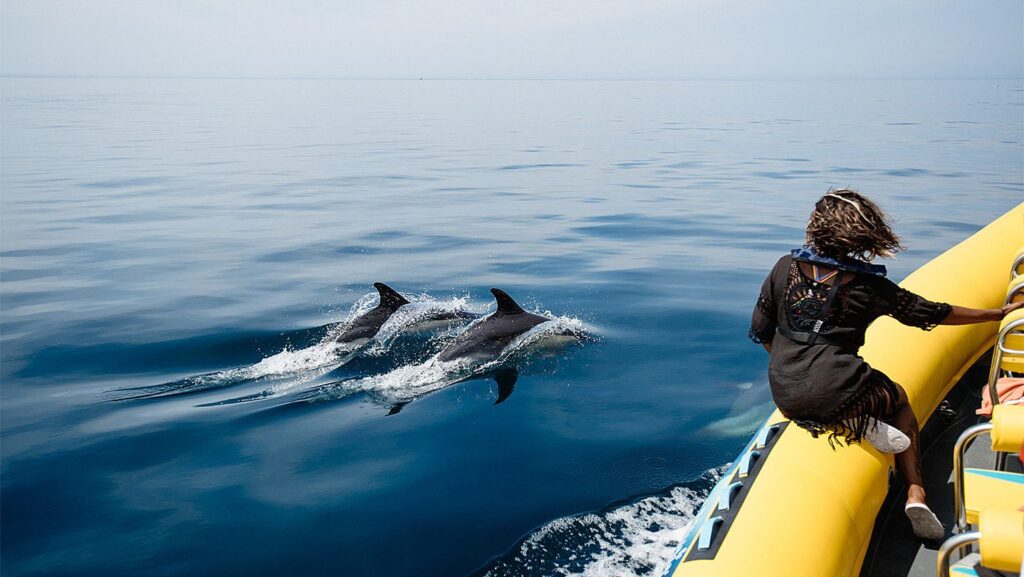 We tried out our new dolphin watching tour in Lagos!