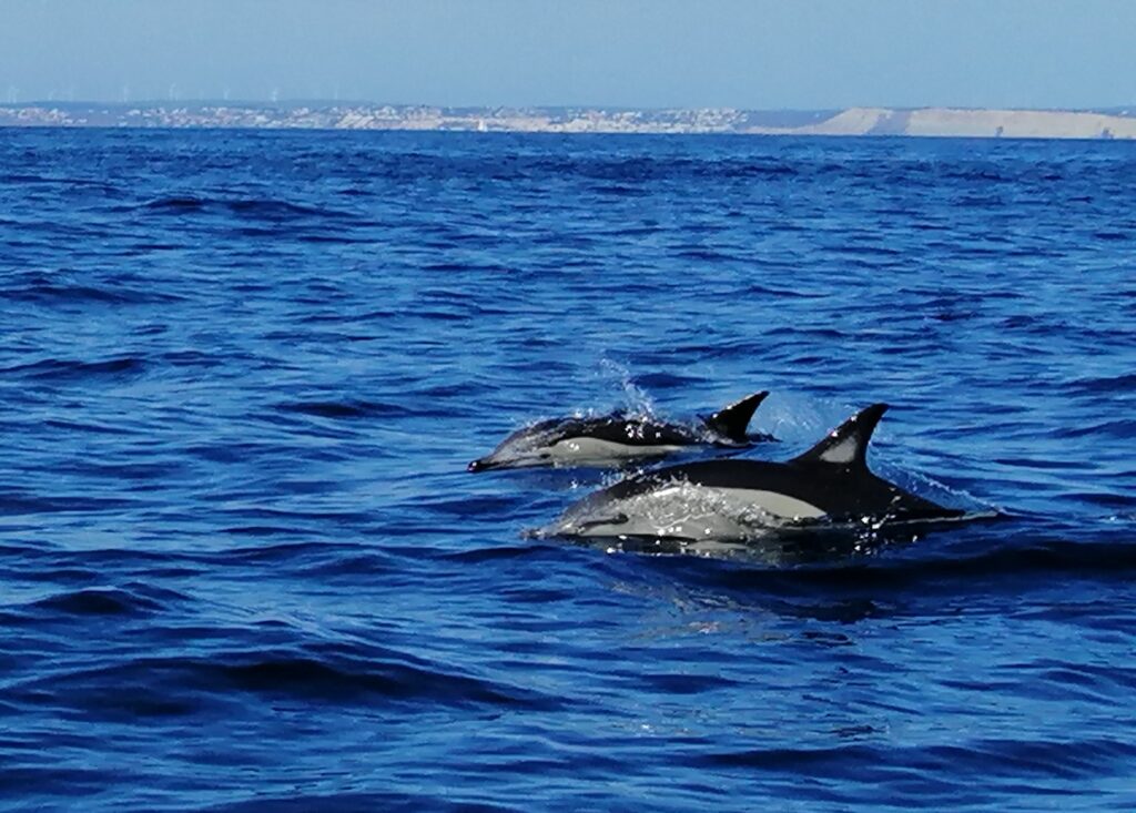 dolfijnen in Lagos Portugal