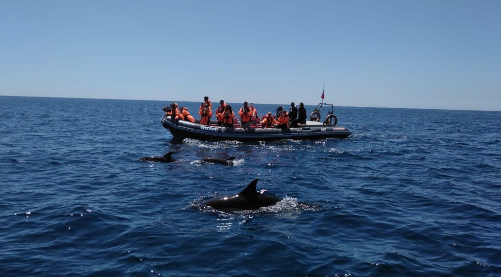 We went on a dolphin watching tour in Portimão