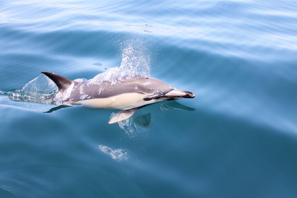 dolphins in Lagos