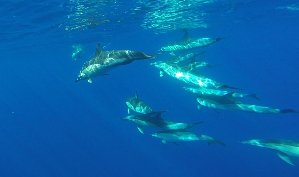 Common dolphins