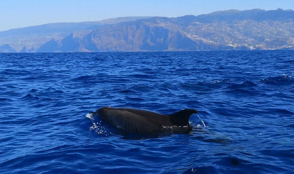 Bottlenose dolphins