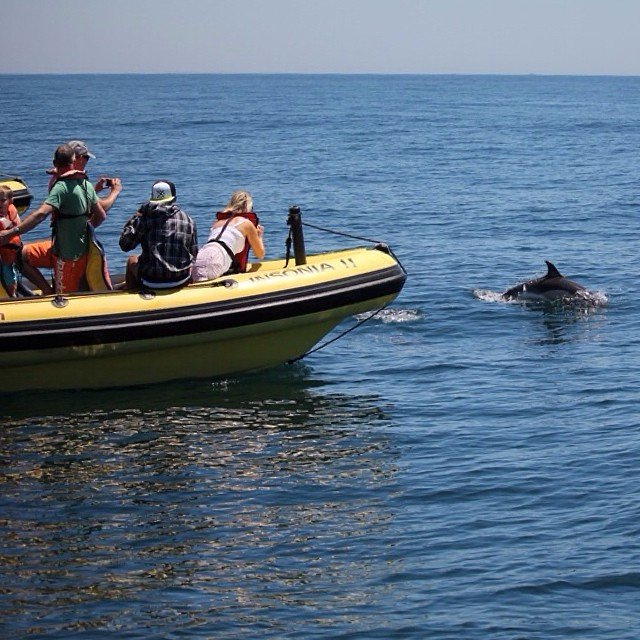 Dreamwave Albufeira dolphin watching- dolphin watching from Albufeira