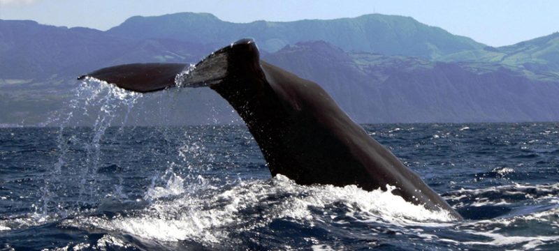 1034-whales-are-impressive-animals-1575397414