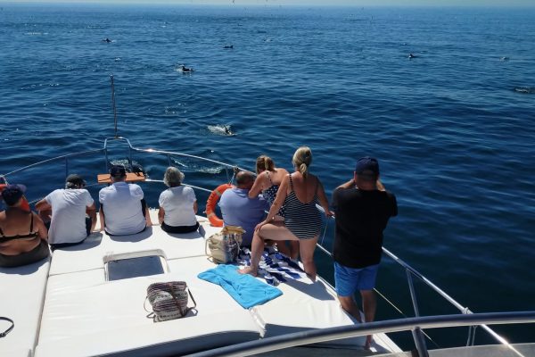 10360-dolphin-watching-yacht-cruise-in-fuengirola-1662992766