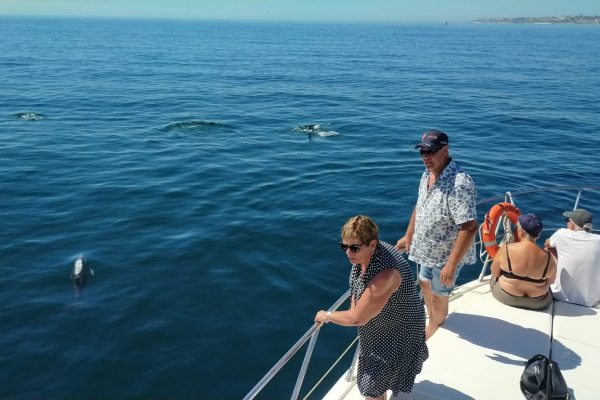 10361-dolphin-watching-yacht-cruise-in-fuengirola-1662992326