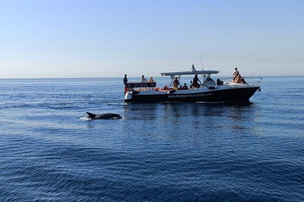 10932-dolphin-spotting-in-fuengirola-1666526377