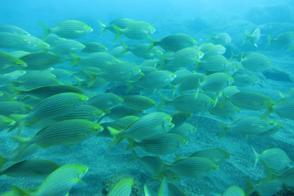 10976-snorkeling-in-madeira-1666620349