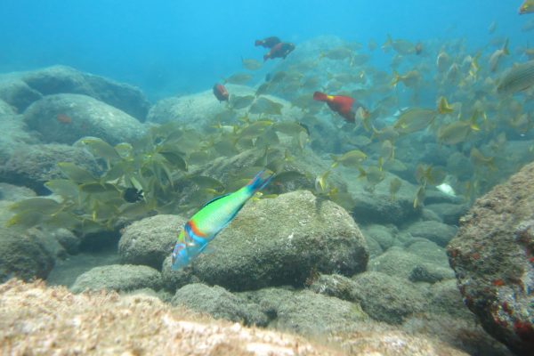 10978-snorkeling-in-madeira-1666620349