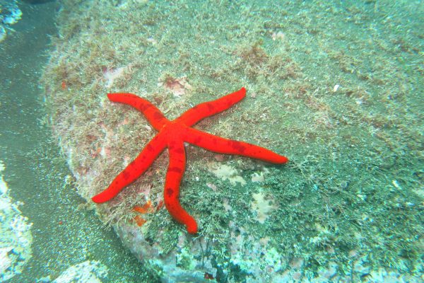 10980-snorkeling-in-madeira-1666620349