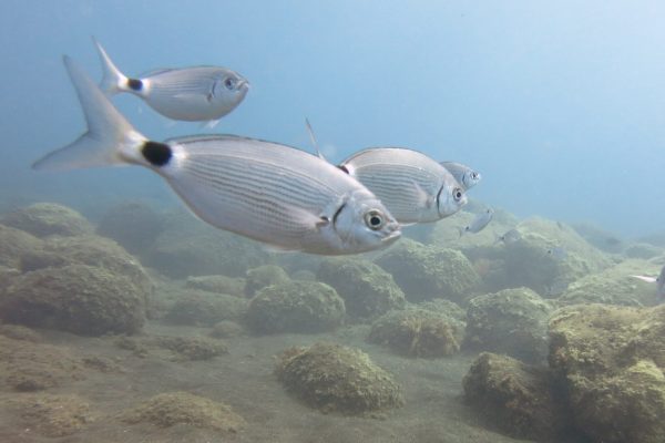 10981-snorkeling-in-madeira-1666620349