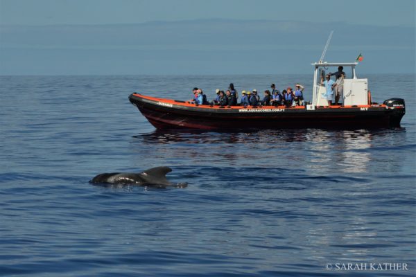 11204-pico-island-whale-dolphin-watching-1669812884