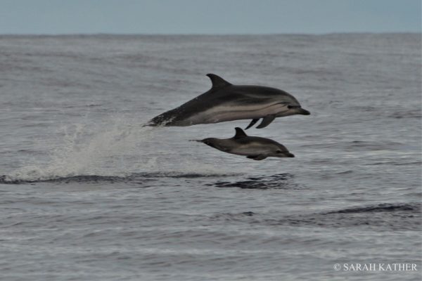 11205-pico-island-whale-dolphin-watching-1669812884