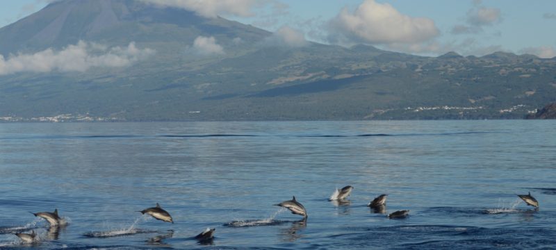 11206-pico-island-whale-dolphin-watching-1669812884