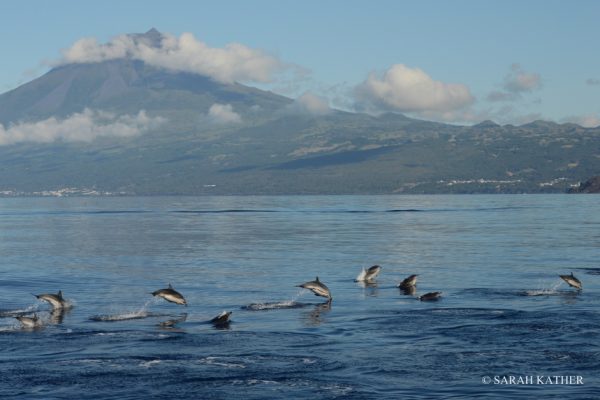 11206-pico-island-whale-dolphin-watching-1669812884