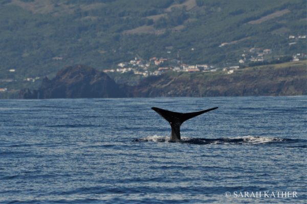 11207-pico-island-whale-dolphin-watching-1669812884