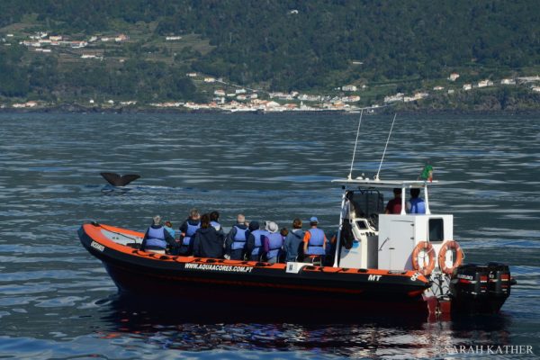 11208-pico-island-whale-dolphin-watching-1669812884