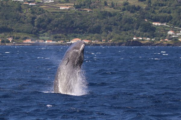 11256-whale-watching-in-pico-1670238111