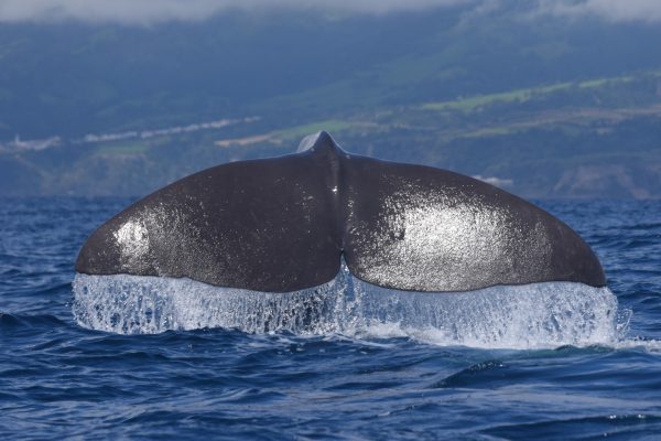 11257-whale-watching-in-sao-miguel-1670238543