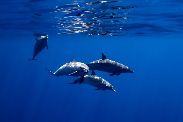 11500-swimming-with-dolphins-from-waikiki-1675273114