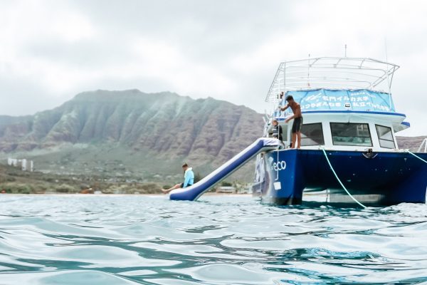 11519-swimming-with-dolphins-from-waikiki-1675273114