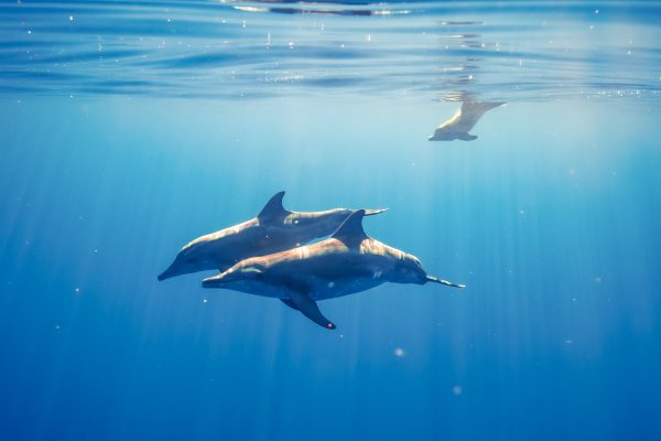 11526-swimming-with-dolphins-from-waikiki-1675273115