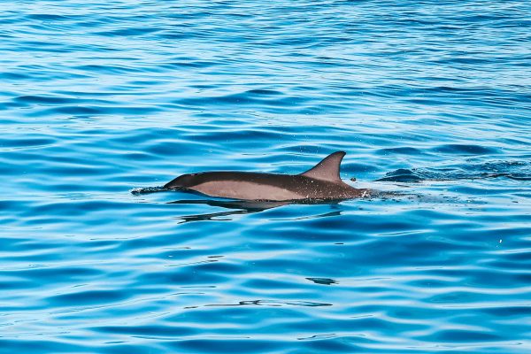 11539-see-wild-dolphins-honolulu-1670851480