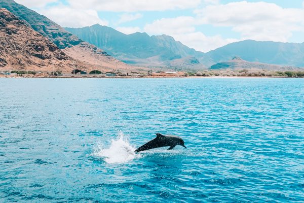 11541-see-wild-dolphins-oahu-1670851480