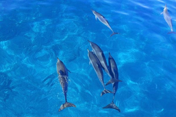 11543-wild-dolphins-from-waianae-1670851480