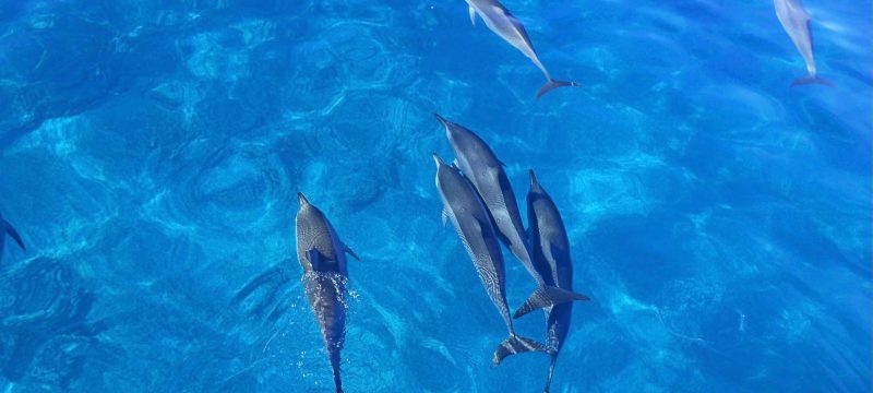 11543-wild-dolphins-from-waianae-1670851480