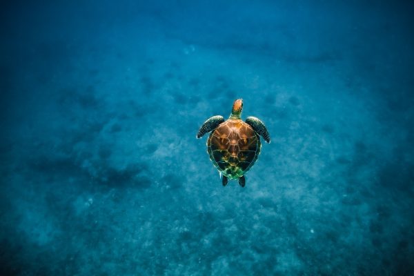 11548-snorkel-with-turtles-from-kewalo-1670837495