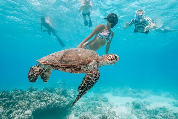 11549-snorkel-with-turtles-from-kewalo-1670837495