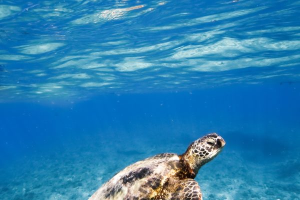 11551-snorkel-with-turtles-from-kewalo-1670837495