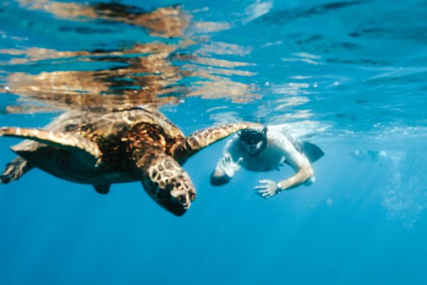 11553-snorkel-with-turtles-from-kewalo-1670837495