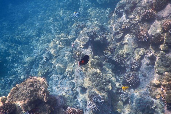 Kealakekua Bay, Captain Cook