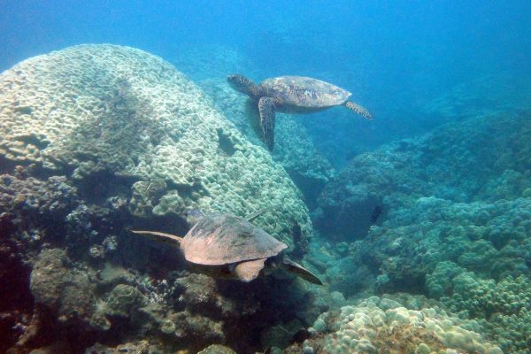 11849-kayak-with-whales-and-turtles-at-olowalu-1671039126